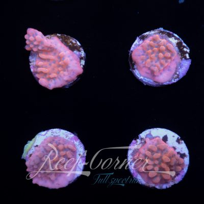 Mean streak Montipora