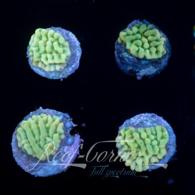 Beach bum Montipora