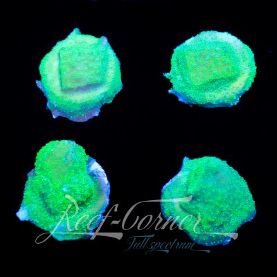 Green Montipora
