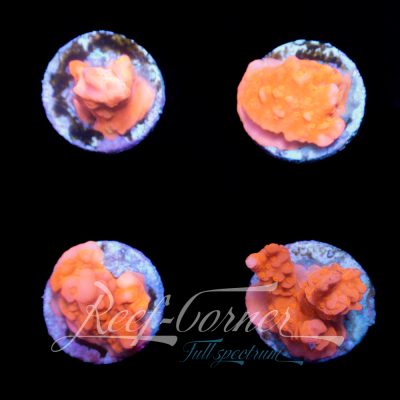 Montipora Setosa