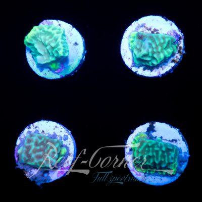 Montipora Confusa