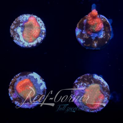 Contraband Montipora S