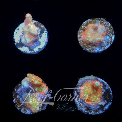 Reversed sunset Montipora