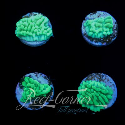 Granny Smith Montipora