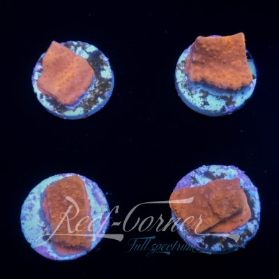 Marmalade Montipora